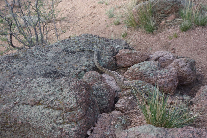 Serpente gopher — Bild 1