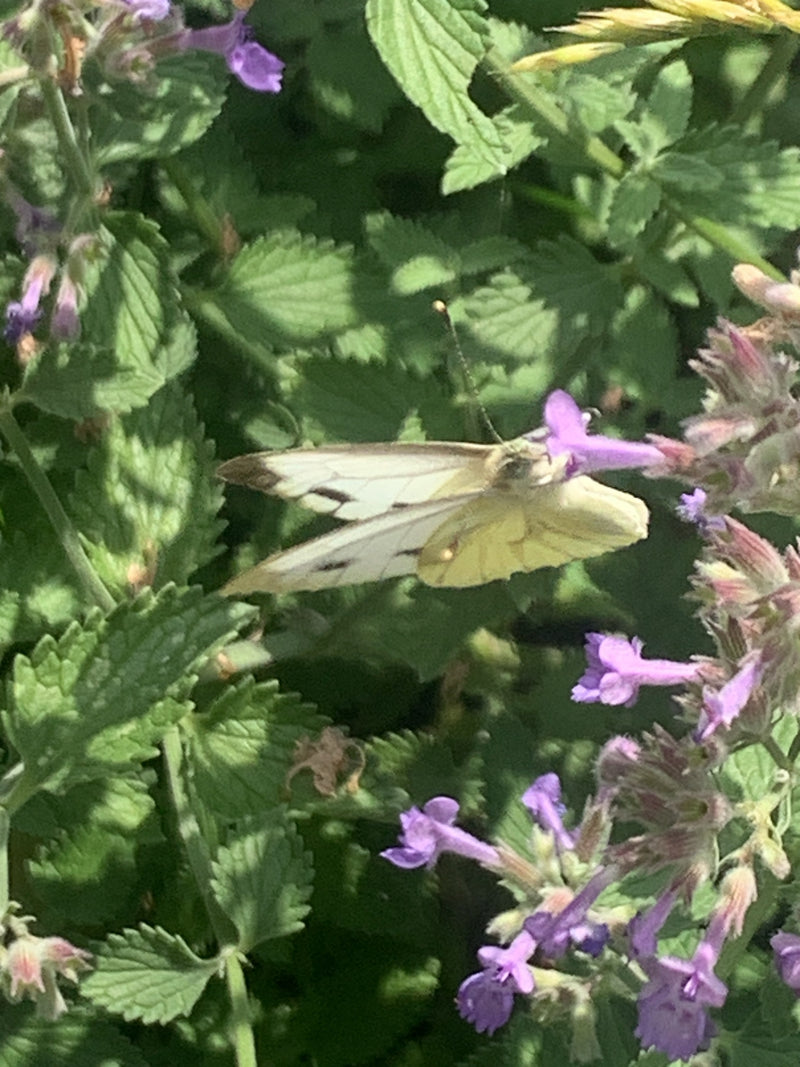 Farfalla bianca venata di verde — foto 3 di 9
