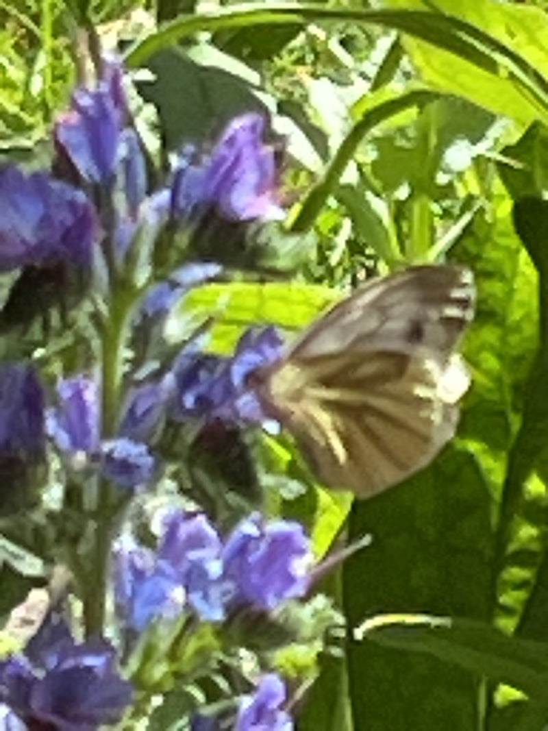 Farfalla bianca venata di verde — foto 4 di 9