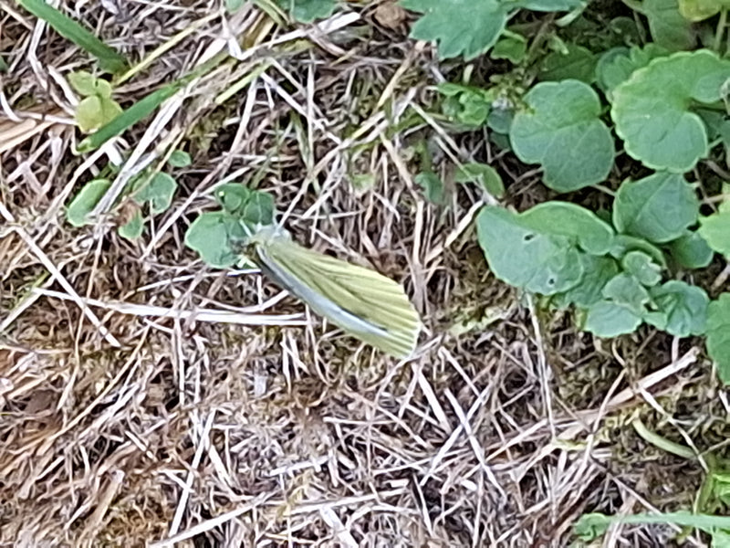 Farfalla bianca venata di verde — foto 1 di 9