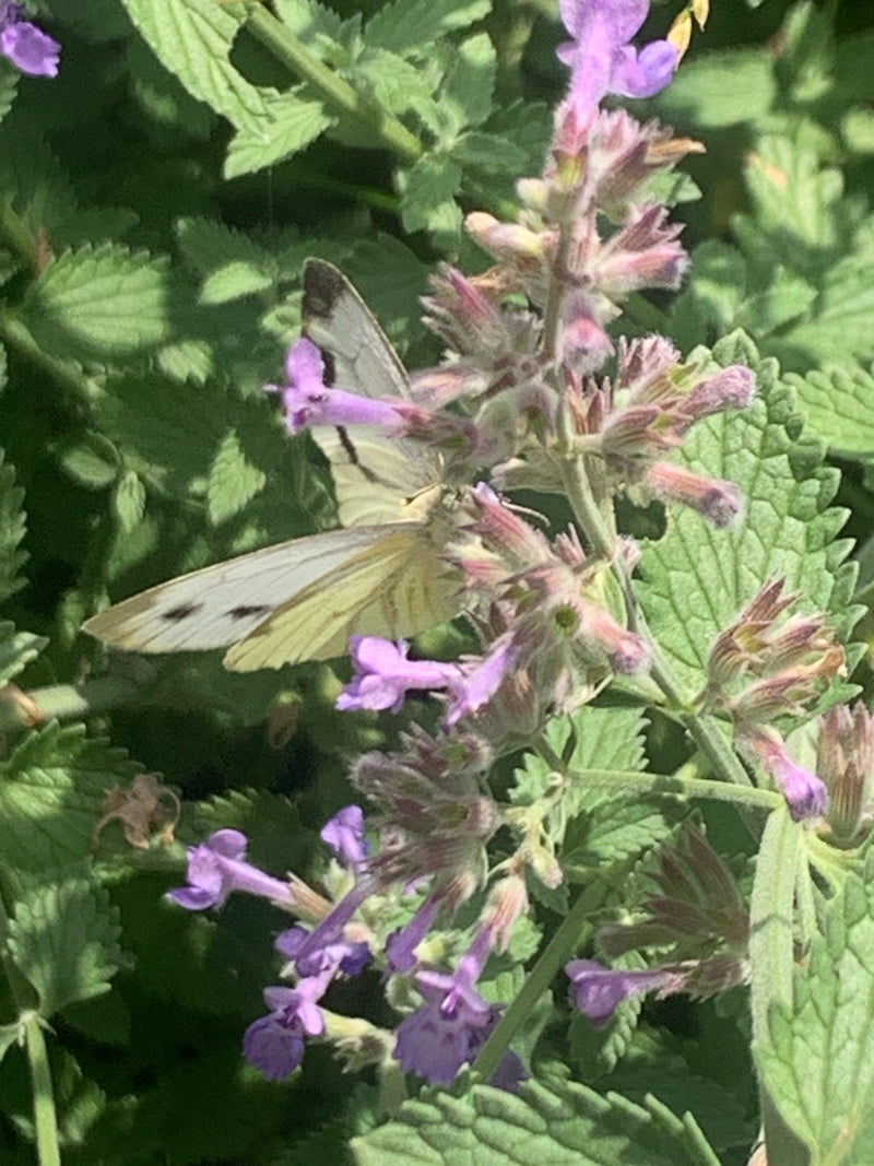Farfalla bianca venata di verde — foto 2 di 9
