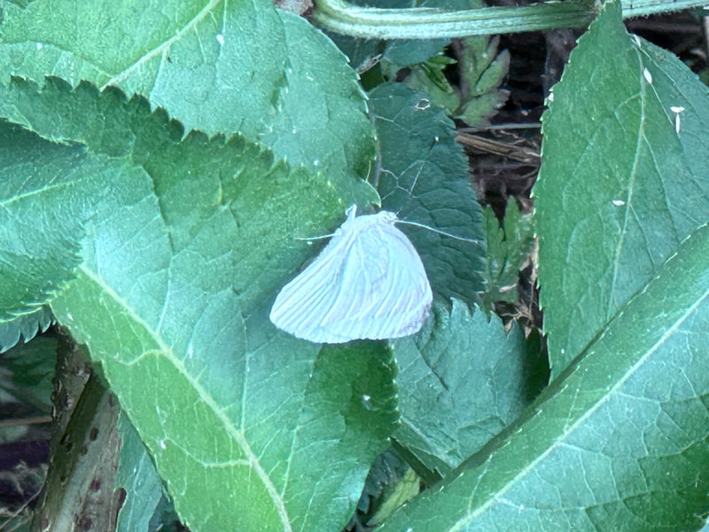 Farfalla bianca venata di verde — foto 5 di 9