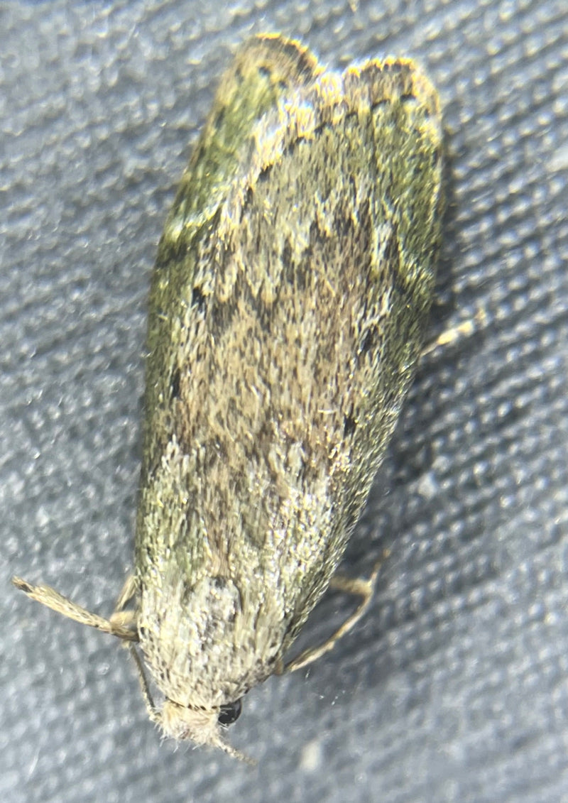 Falene di quercia verde — Bild 1