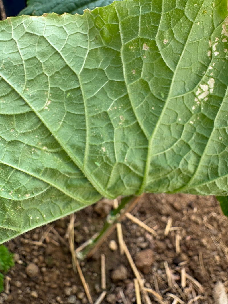 Afide del cetriolo — Bild 2