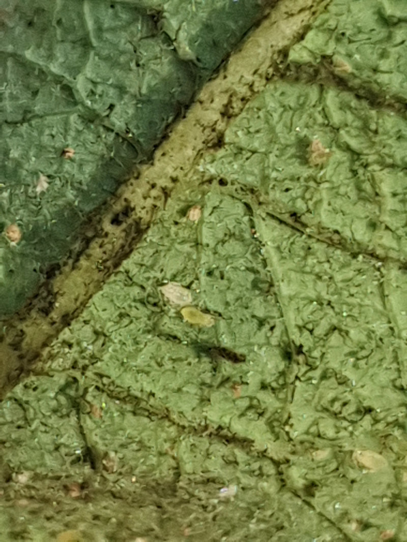 Un piccolo afide del melone è visibile su una foglia di pianta verde. Lo scatto ravvicinato mostra l'insetto da una prospettiva vicina.