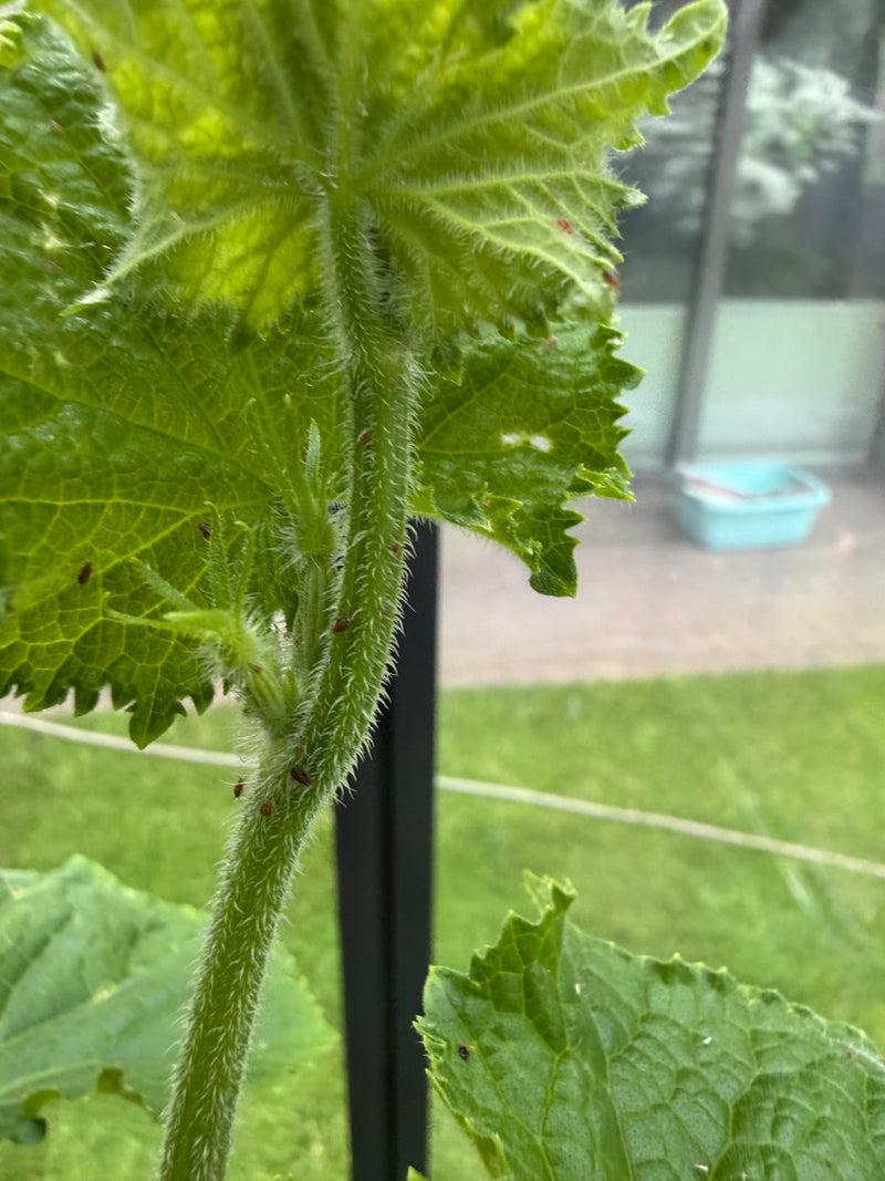 L'immagine mostra piccoli afidi seduti sullo stelo peloso di una pianta. Gli insetti sono piuttosto piccoli e spiccano scuri sullo sfondo verde.