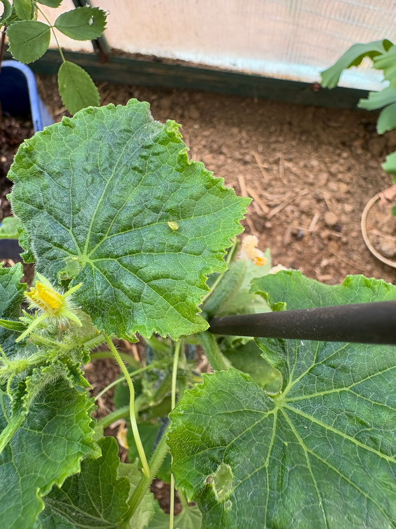 Afide del cetriolo — Bild 1