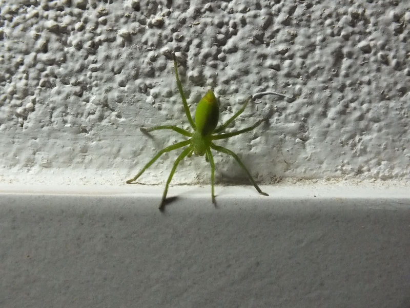 Ragno veloce verde — Bild 1