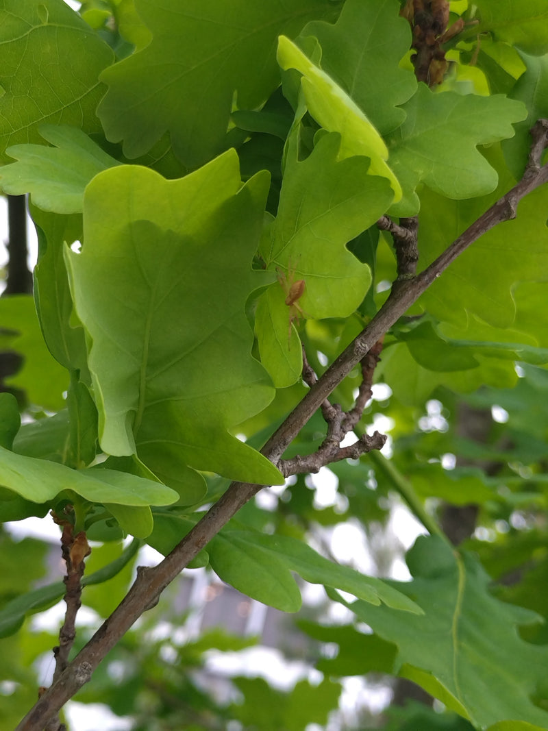 Ragno granchio verde — Bild 1