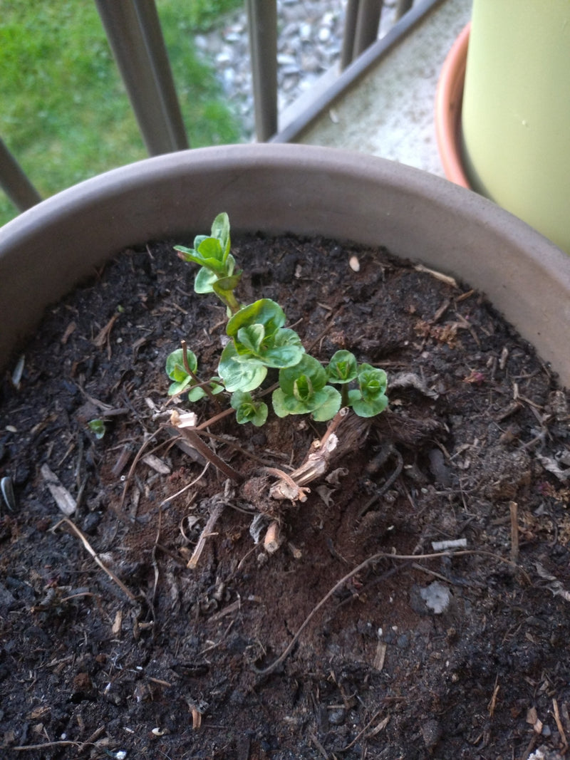 Menta verde — Bild 1