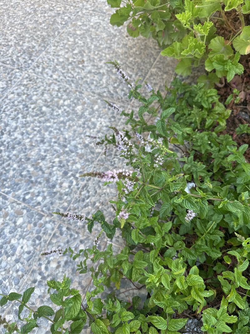 È visibile una pianta di menta verde con tipiche foglie dentate e infiorescenze erette e allungate. La pianta cresce vicino a un sentiero lastricato.