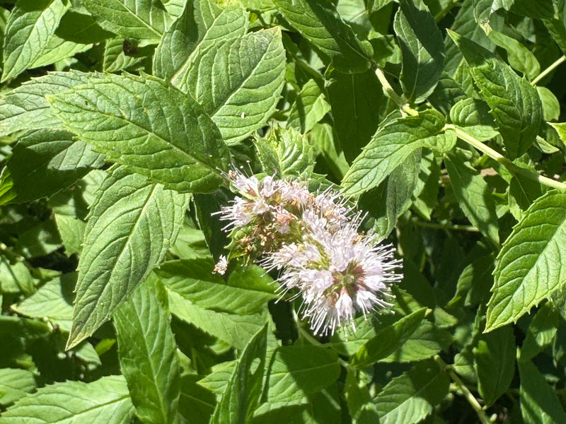 Una pianta di menta romana in fiore con una spiga fiorita lilla chiaro tra fitte foglie verdi seghettate.
