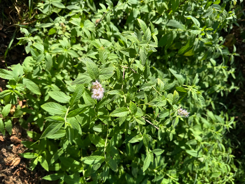 Un denso gruppo di menta verde con foglie seghettate e spighe fiorite rosa chiaro visto dall'alto.