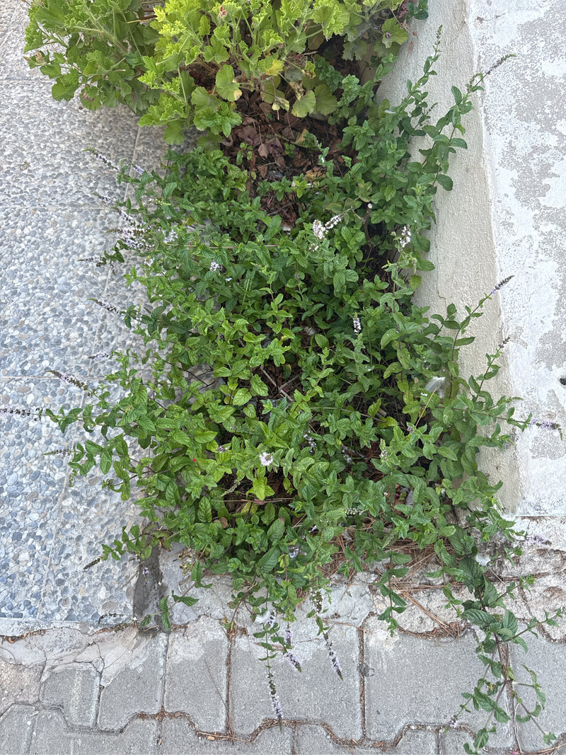 L'immagine mostra un gruppo di menta verde che cresce in una aiuola accanto a un muro. Le piante mostrano le loro tipiche foglie dentate e germogli eretti.