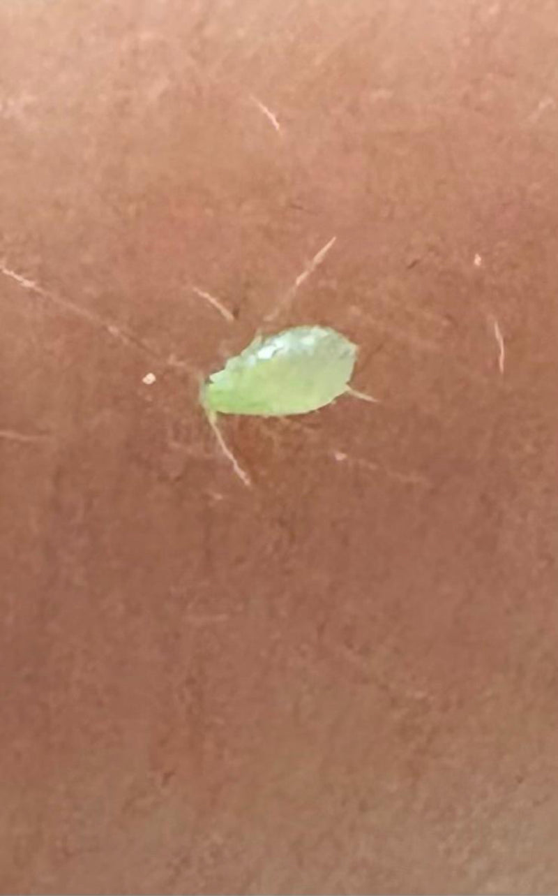 Afide verde del pesco — Bild 3