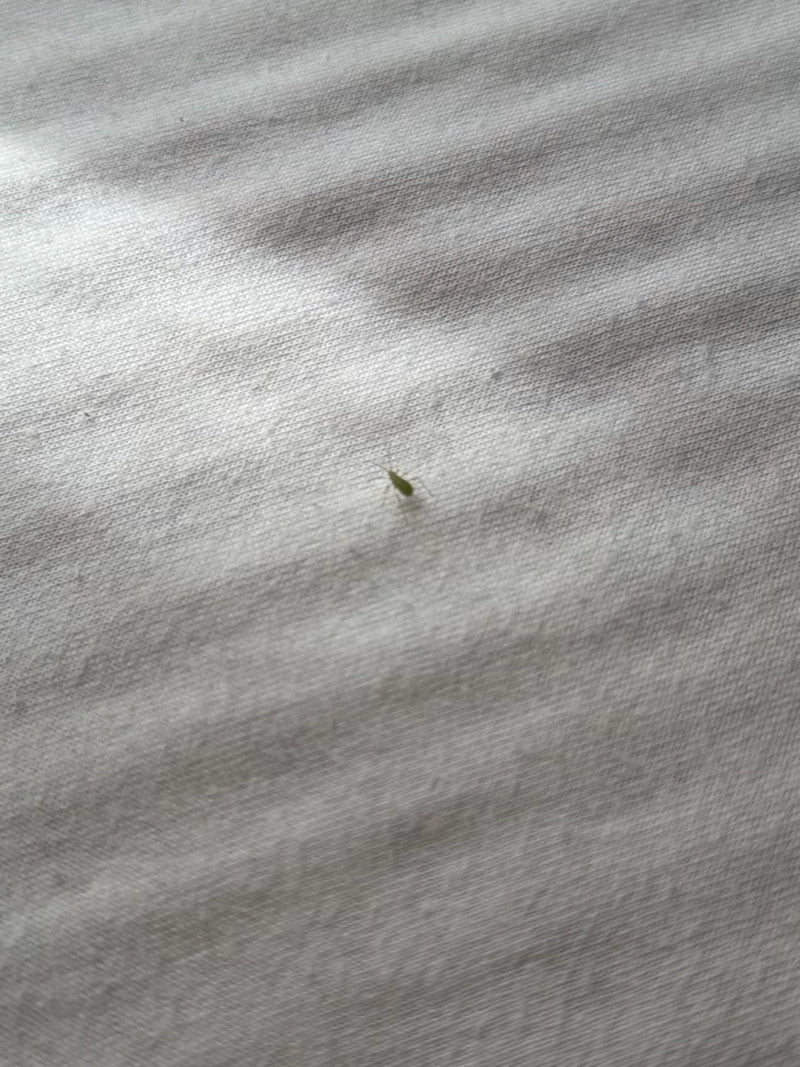 Afide verde del pesco — Bild 2