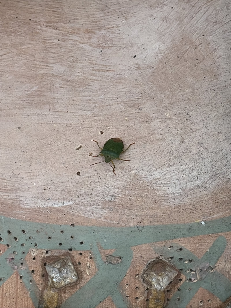 L'immagine mostra una ninfa di cimice verde posata su una superficie strutturata. L'insetto è ripreso dall'alto.