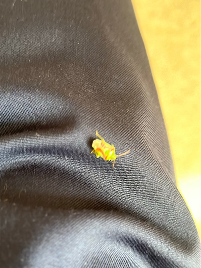 Una ninfa di cimice verde siede su un tessuto scuro. Il giovane insetto è chiaramente visibile.