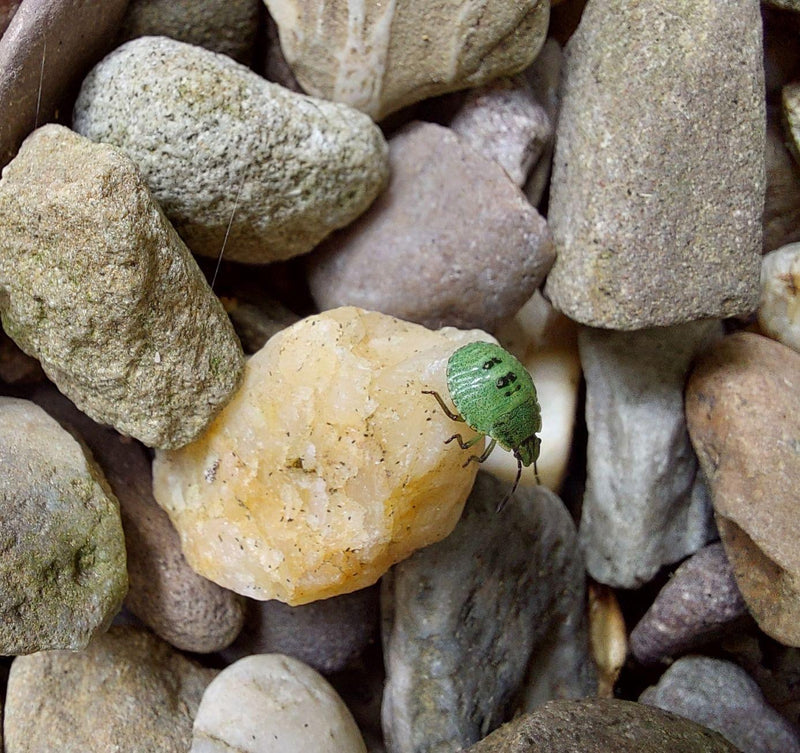 Una ninfa verde di cimice verde siede su una pietra chiara in mezzo a ghiaia.