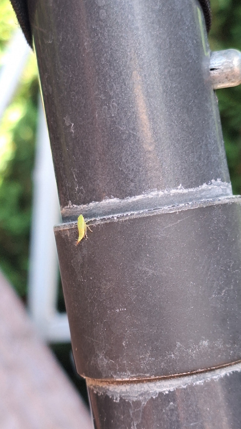 Cicala verde — Bild 1
