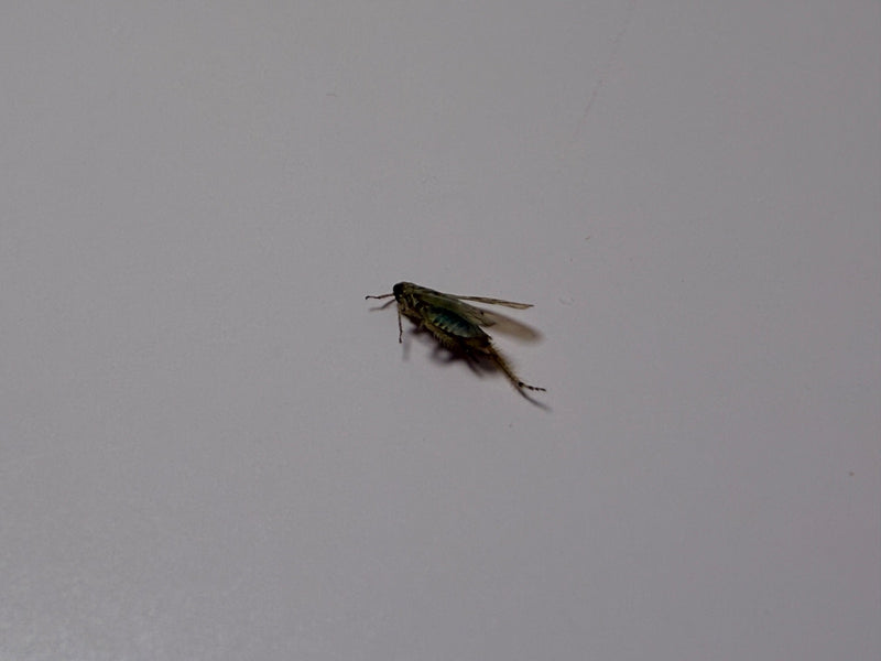 Cicala verde — foto 1 di 10