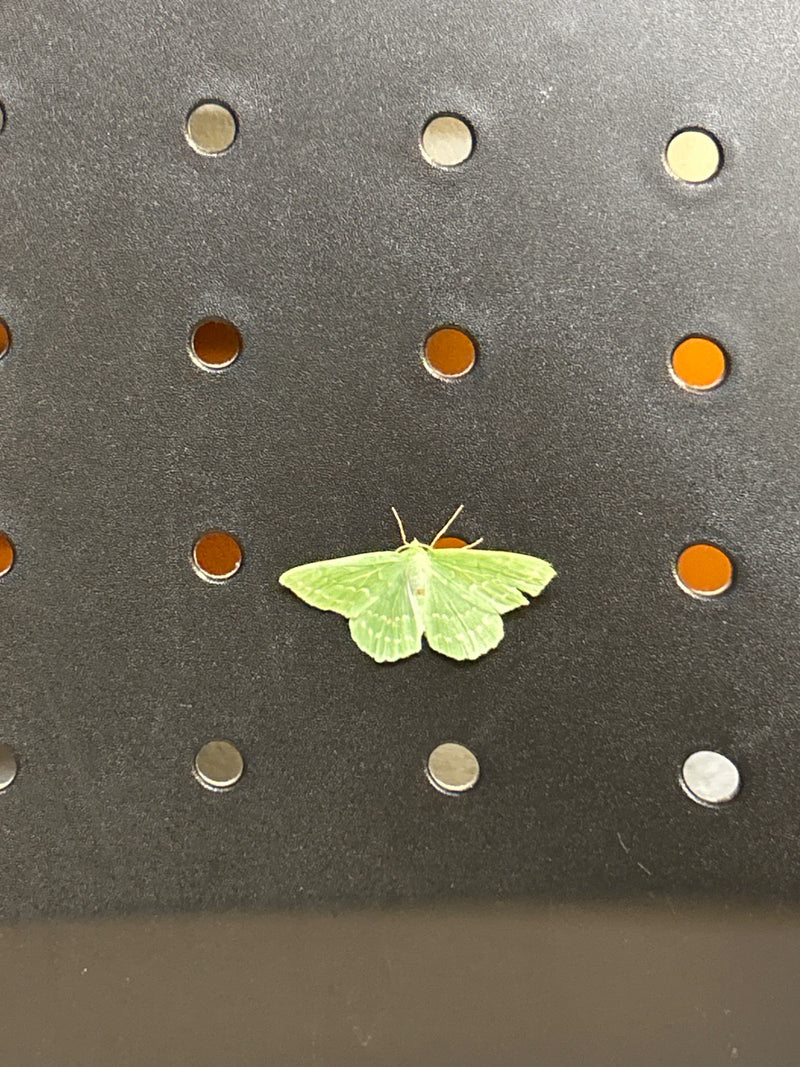 Falena foglia verde — Bild 1