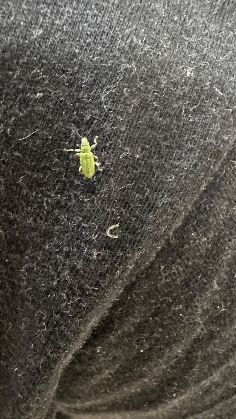 Punteruolo verde — Bild 3