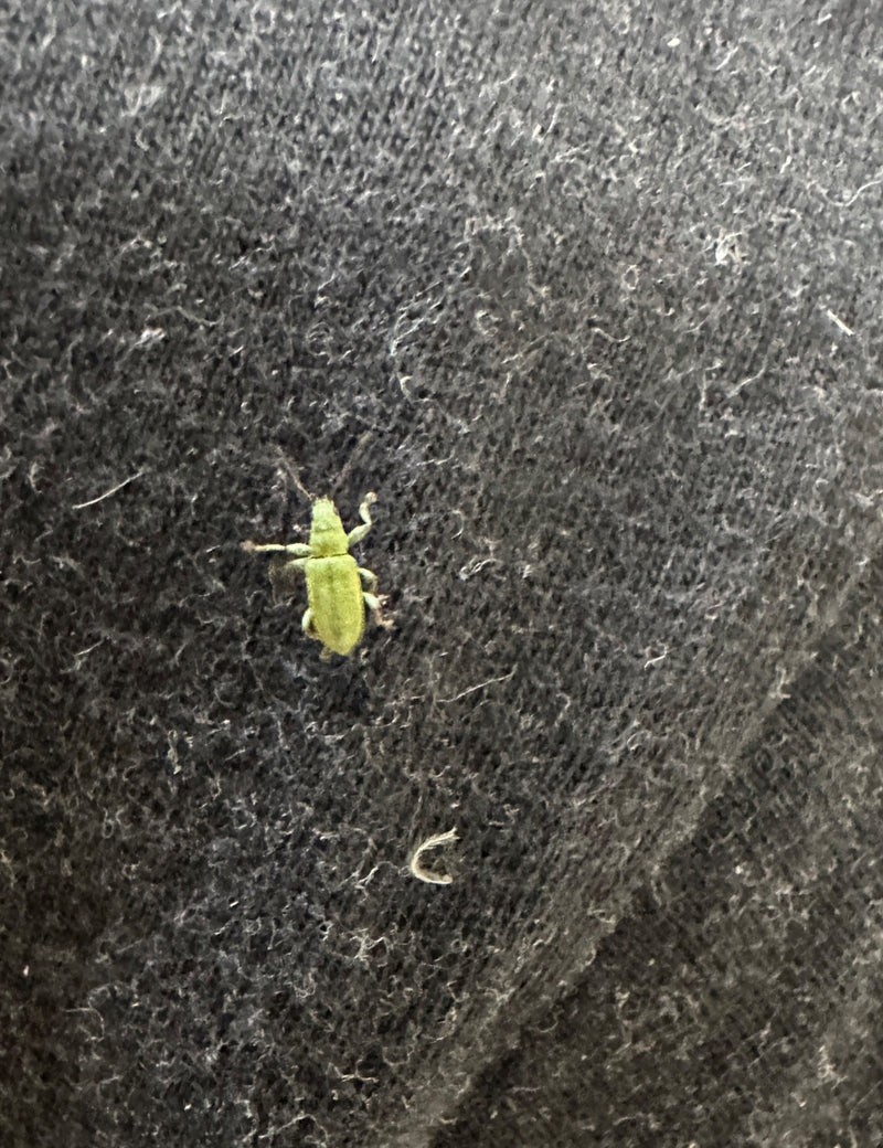 Punteruolo verde — Bild 2