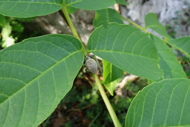 Punteruolo verde — Bild 1