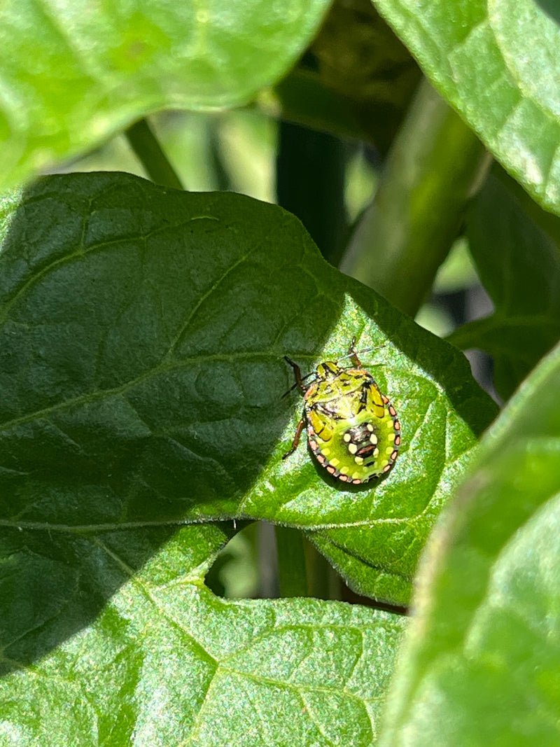 Una ninfa di cimice verde riposa alla luce del sole su una foglia verde.
