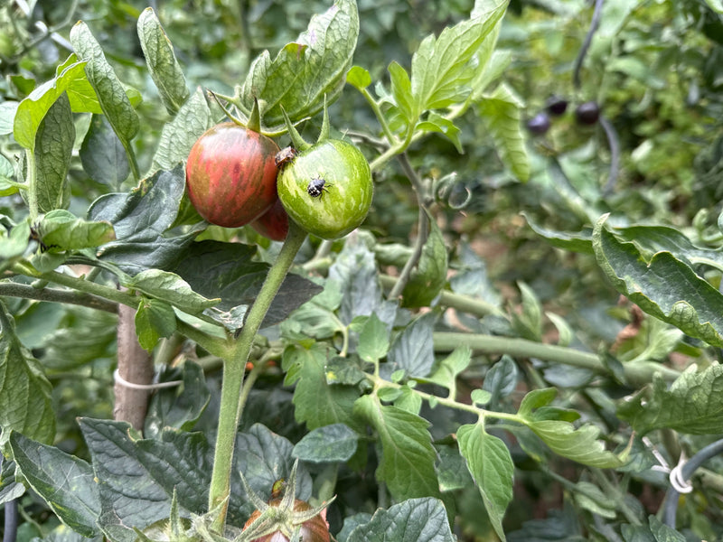 Ninfa dell'insetto del riso verde — foto 2 di 21