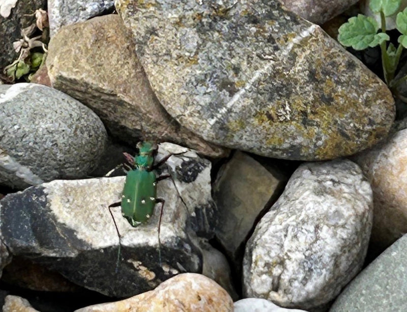 Scarabeo tigre verde — Bild 1