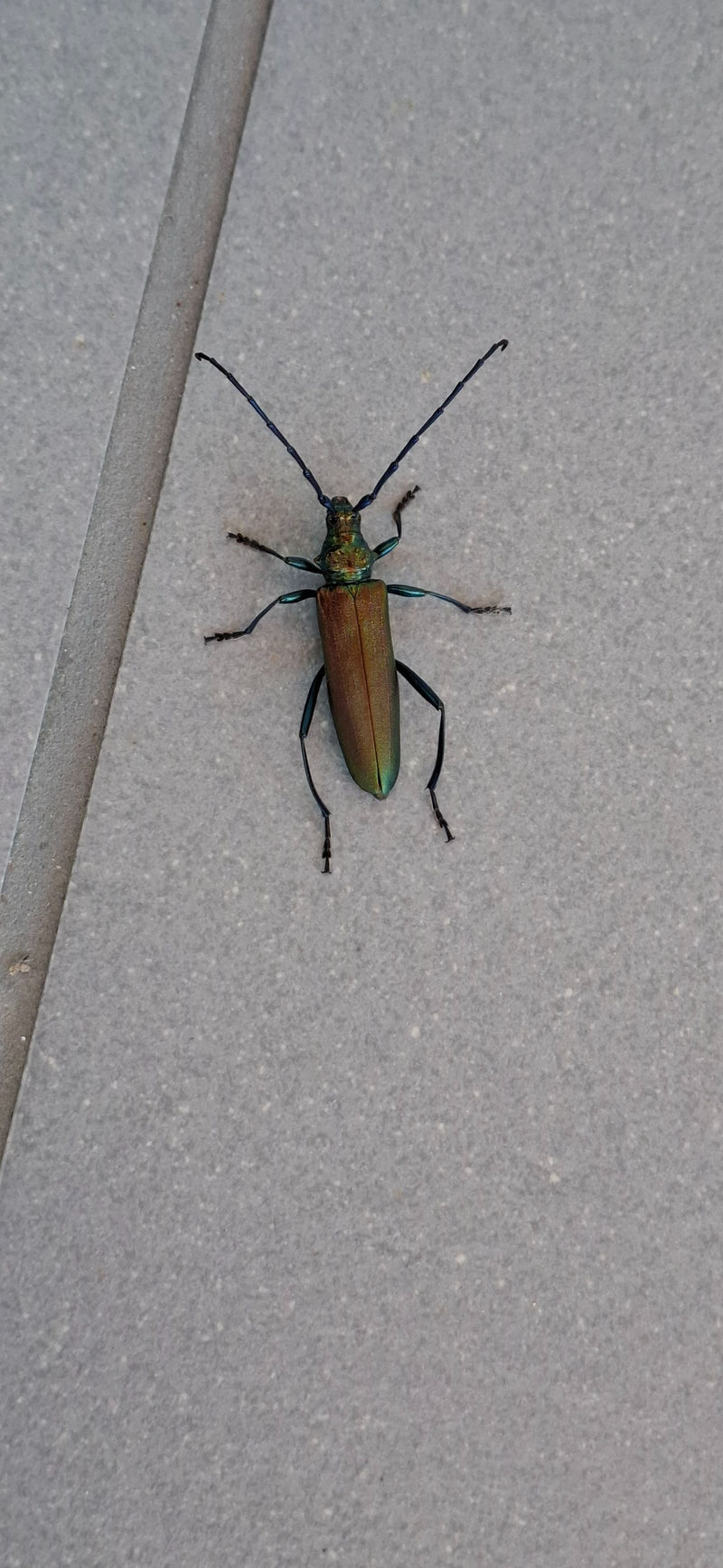 Schmalbock verde — Bild 1