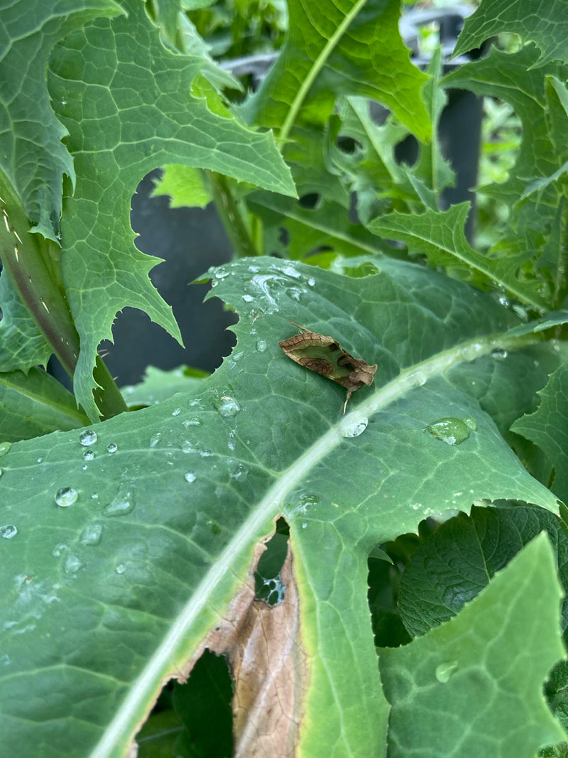 Avvolgitore verde — Bild 1