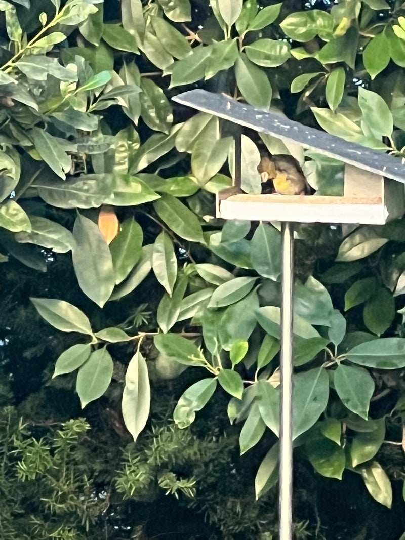 Un verdone europeo è seduto in una piccola mangiatoia posizionata davanti a una siepe densa. L'uccello riposa all'ombra del tetto.
