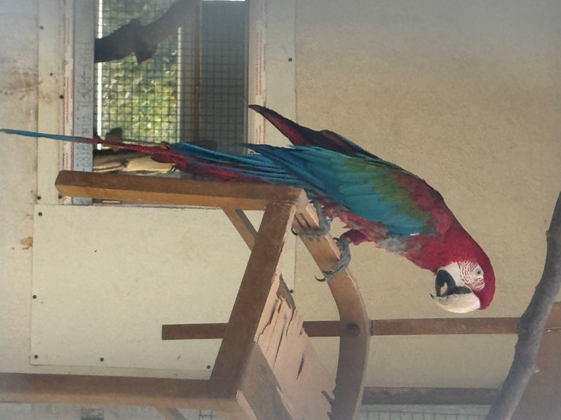 Grünflügelara — foto 3 di 3