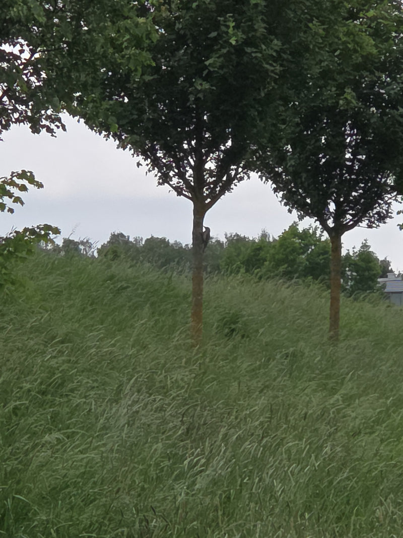 Picchio verde — Bild 2