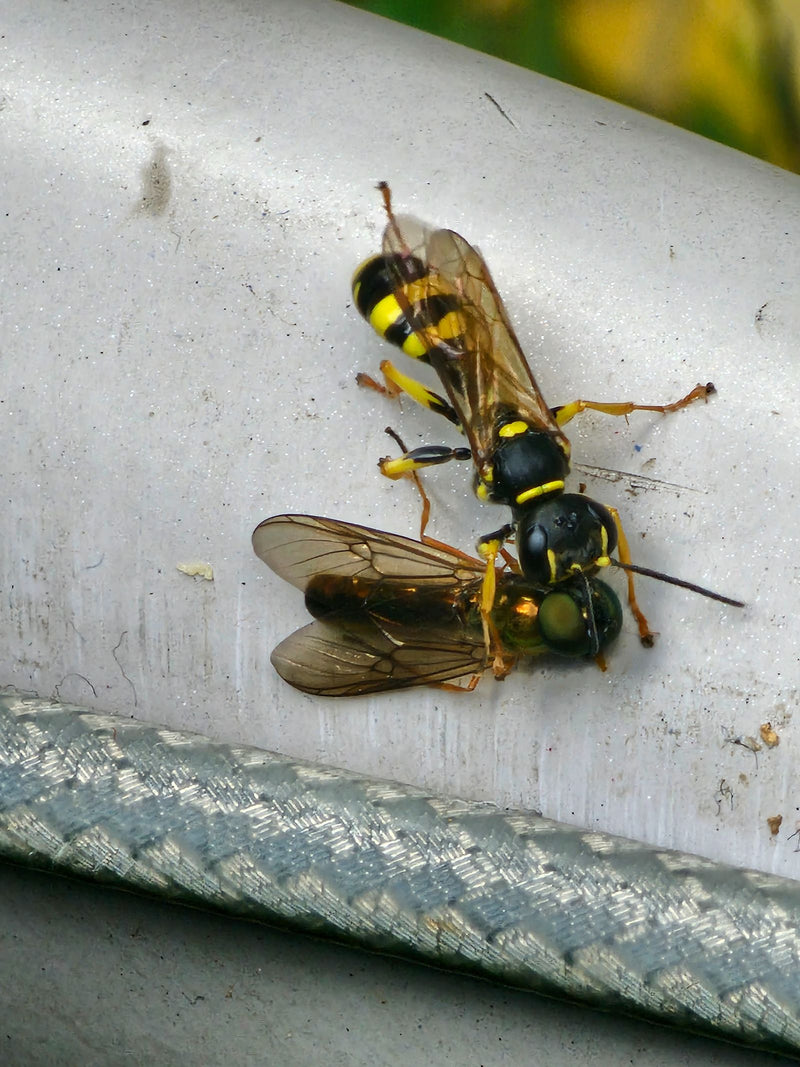 Grabwespe (Gattung Ectemnius) — foto 1 di 2