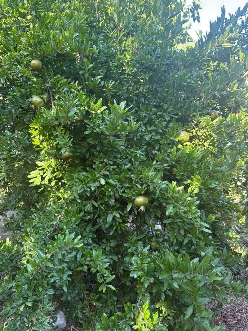 L'immagine mostra un lussureggiante melograno con una folta chioma verde e diversi frutti acerbi che vi crescono sopra.