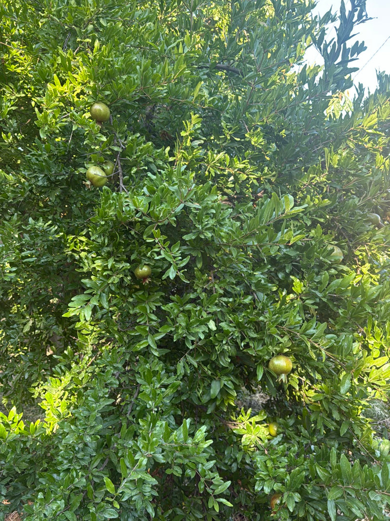 Si vede un fitto melograno con molte foglie verdi e diversi frutti verdi non maturi nascosti tra il fogliame.