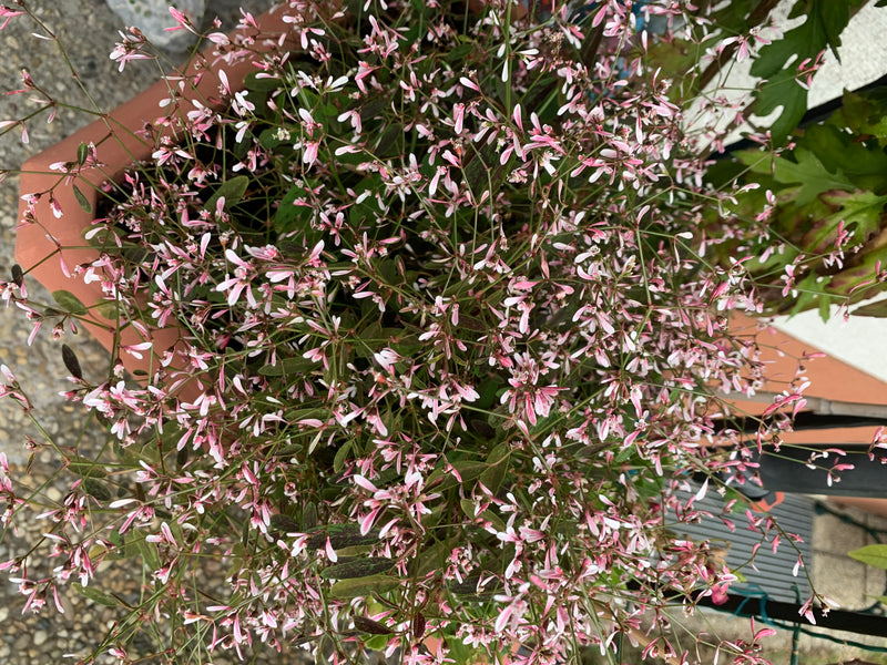 L'immagine mostra un'euforbia graminifolia in fiore con molte delicate brattee bianche e rosa in un vaso da fiori.