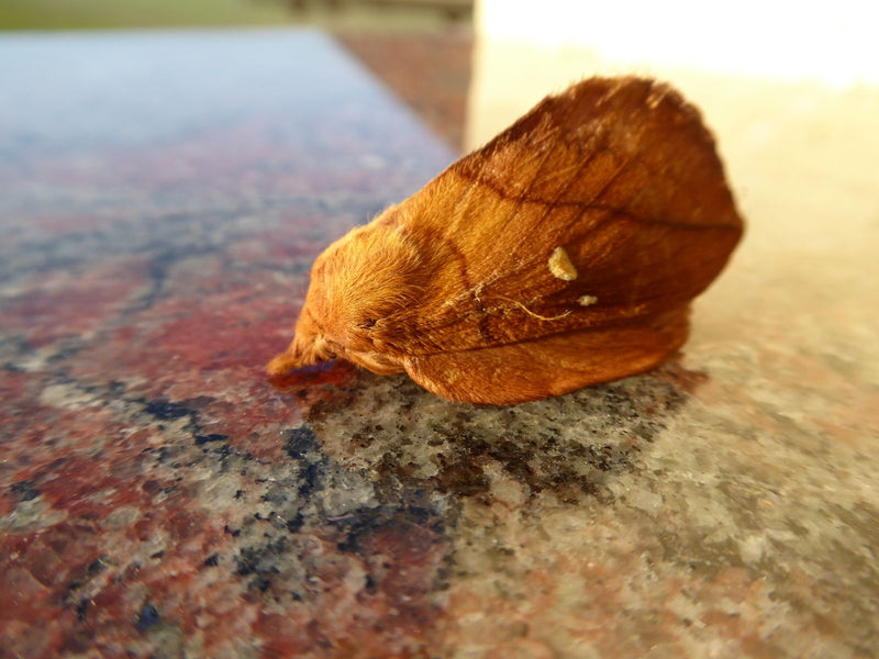 L'erba chioccia — Bild 2