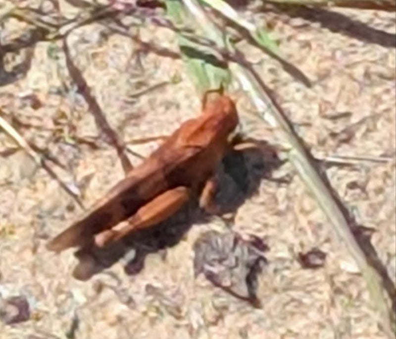 Cavalletta (genere Chorthippus) — Bild 3