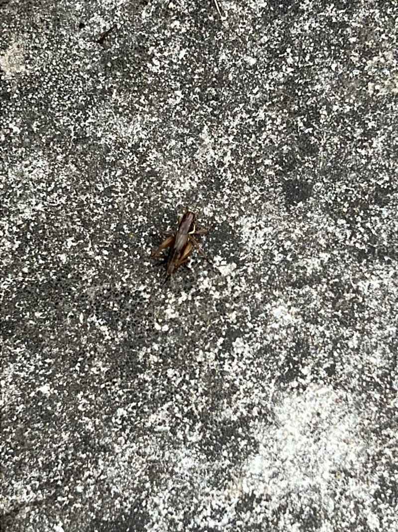 Cavalletta (genere Chorthippus) — Bild 1