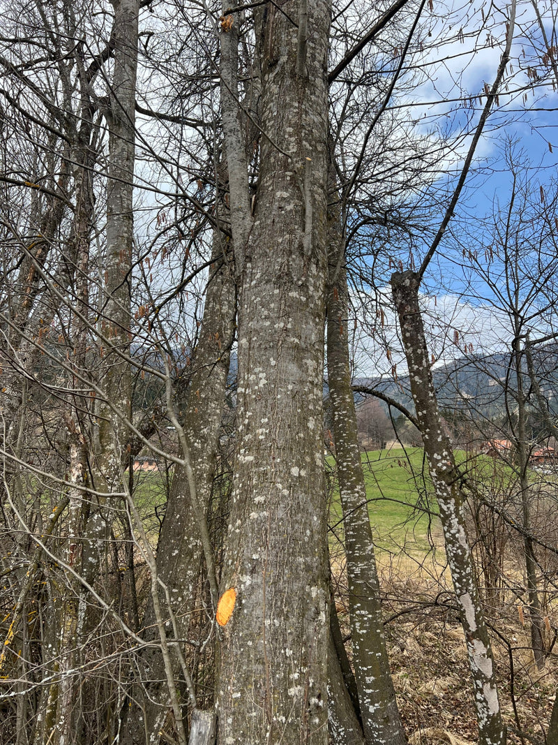 Ontano grigio — Bild 1