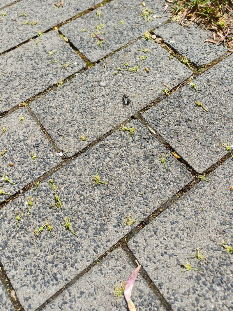 Mosca comune della carne — Bild 1