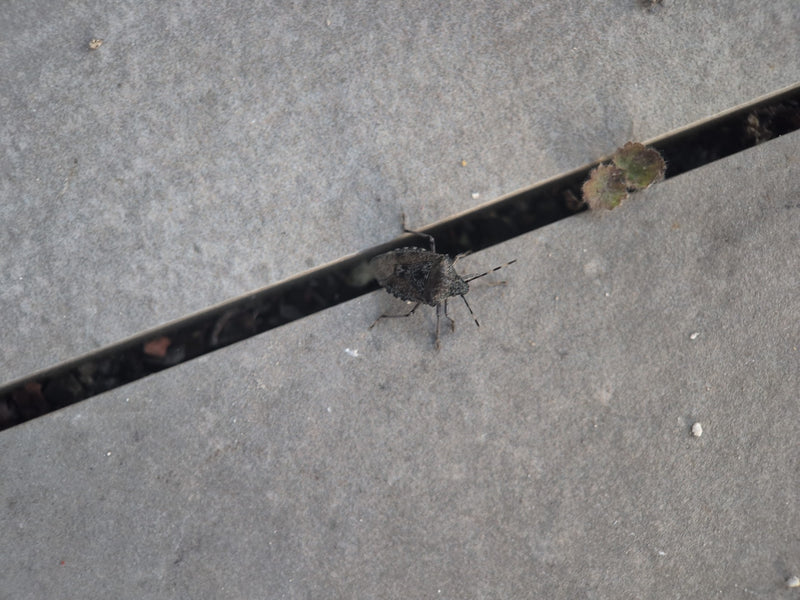 Insetto sul campo — Bild 4