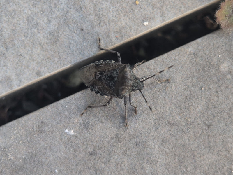 Insetto sul campo — Bild 3