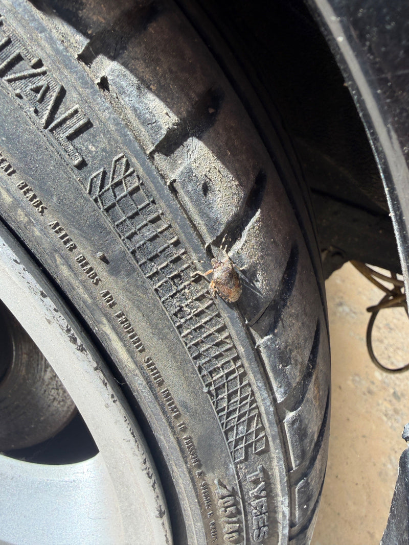 Una cimice grigia riposa sulla spalla di uno pneumatico nero per auto.