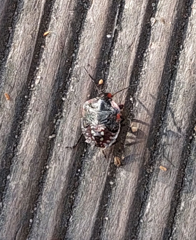 Una ninfa di cimice verde si trova su una superficie di legno strutturata. L'insetto è chiaramente visibile dall'alto.